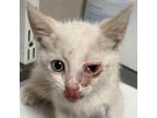 Adopt bart a Domestic Short Hair