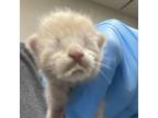 Adopt Winnie a Domestic Short Hair