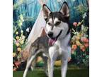 Adopt Tundra a Husky