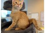 Adopt Beau a Domestic Short Hair
