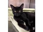 Adopt Billy a Domestic Short Hair