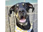 Adopt Sushi - ECAS a Great Dane