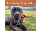 Adopt Simon a Cane Corso