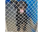 Adopt Dwayne a Labrador Retriever
