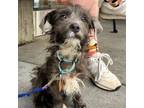 Adopt Dallas a Poodle, Terrier