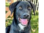 Adopt Bradley a Retriever