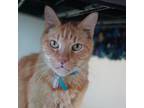 Adopt Sandy a Domestic Short Hair