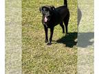 Labrador Retriever Mix DOG FOR ADOPTION RGADN-1090272 - Jingles - Labrador
