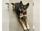 Huskies Mix DOG FOR ADOPTION RGADN-1095644 - Karma - Shepherd / Husky / Mixed
