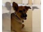 German Shepherd Dog DOG FOR ADOPTION RGADN-1118540 - Darlin - German Shepherd