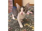 Adopt Pete (FCID# 07/17/2024 - 44) DC a Tabby