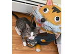 Adopt Jimmy (FCID# 07/17/2024 - 45) DC a Tabby