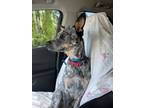 Adopt Crikey a Australian Cattle Dog / Blue Heeler