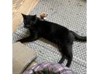 Adopt Hershey a Domestic Short Hair