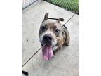 Adopt Kiwi a Pit Bull Terrier, Mixed Breed