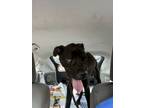 Adopt Midnight a Retriever, Mixed Breed