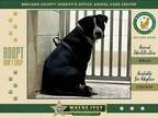 Adopt Rupert a Mixed Breed