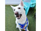 Adopt Lenny a German Shepherd Dog
