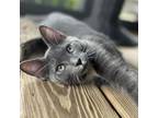 Adopt Nanu Nanu a Domestic Short Hair