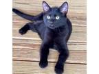 Adopt Mork a Domestic Short Hair