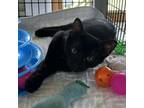 Adopt Hideaway a Domestic Short Hair