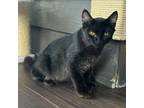 Adopt Bear a Domestic Short Hair