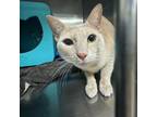 Adopt Snuffles a Domestic Short Hair