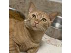 Adopt Rusty a Domestic Short Hair