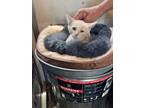 Adopt Apricot a Domestic Short Hair