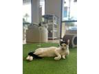 Adopt Sendai a Domestic Short Hair