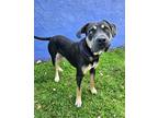 Adopt Tiptoe a American Staffordshire Terrier, Mixed Breed