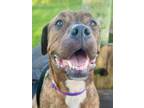 Adopt Gunner a Boxer, Mixed Breed