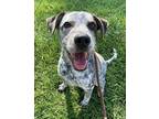 Adopt Pluto a Australian Cattle Dog / Blue Heeler, Pointer