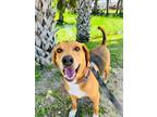 Adopt Champ a Foxhound
