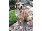 Adopt Wayne a Treeing Walker Coonhound, Hound