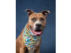 Adopt Dizzy a Mastiff, Mixed Breed