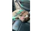 Adopt Ziggy- ADOPTED a Boston Terrier, Mixed Breed