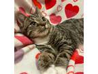 Adopt 6566 Hedgehog a Domestic Short Hair, Tabby