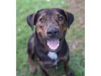 Adopt Buddy a Australian Cattle Dog / Blue Heeler