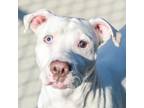 Adopt Horton a Pit Bull Terrier
