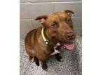 Adopt Morty a Pit Bull Terrier