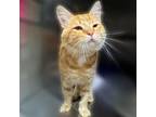 Adopt Tether a Domestic Medium Hair