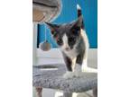 Adopt Boots a Domestic Short Hair