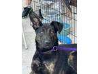 Adopt Frank a Dutch Shepherd, Labrador Retriever