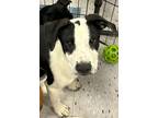 Adopt Elo a Labrador Retriever, Australian Cattle Dog / Blue Heeler