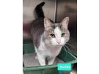 Adopt Budda a Domestic Short Hair