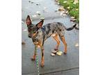 Adopt Dash a Miniature Pinscher, Shetland Sheepdog / Sheltie