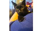 Adopt Baron a Domestic Short Hair