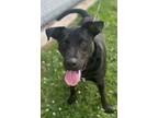 Adopt Chase a Labrador Retriever