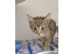 Adopt Jack a Domestic Short Hair